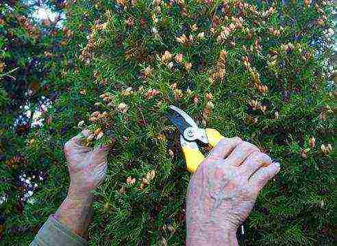 how thuja is grown from seeds at home