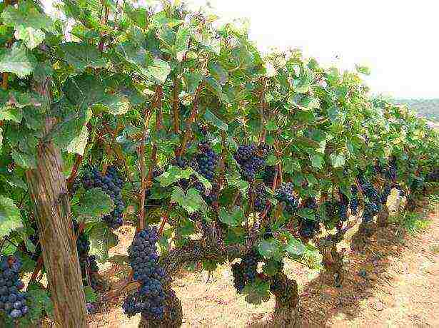 how grapes are grown at home