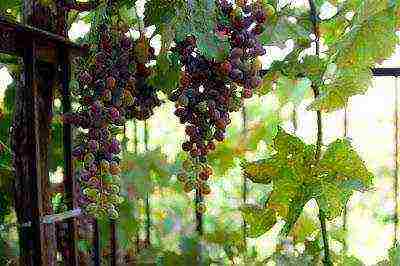 how grapes are grown at home
