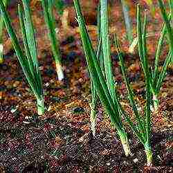 how green onions are grown commercially