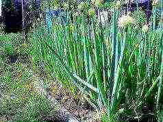 how green onions are grown commercially