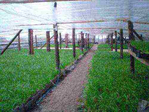 how green onions are grown commercially