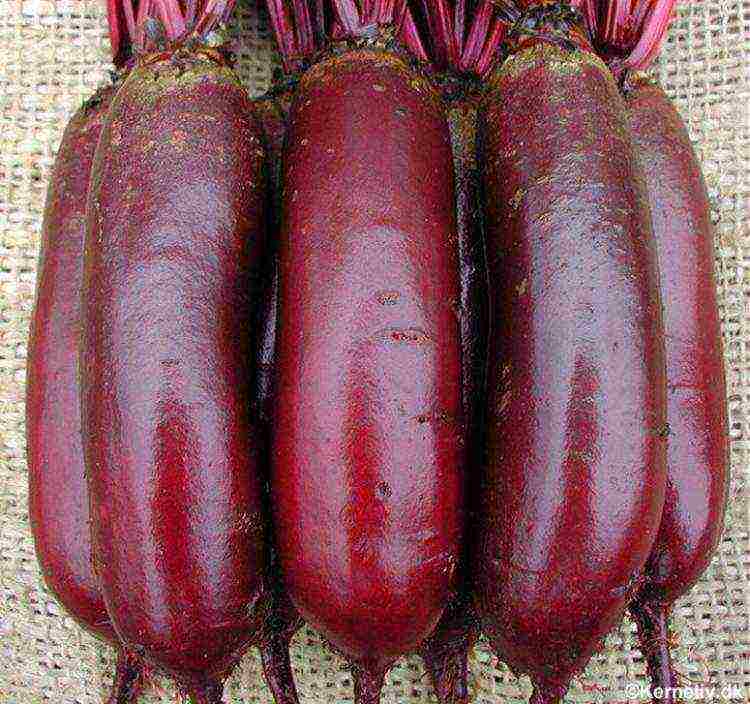 how to grow beets in the open field secrets of planting and care