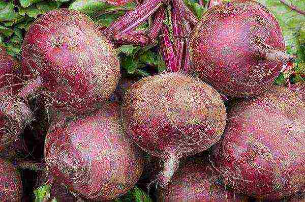 how to grow beets in the open field secrets of planting and care