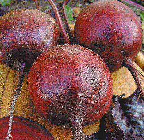 how to grow beets in the open field secrets of planting and care