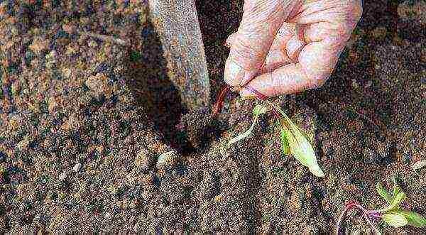 how to grow beets in the open field secrets of planting and care