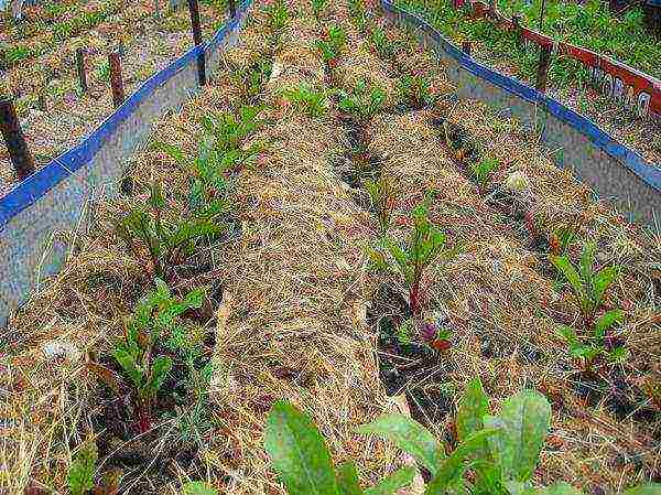 how to grow beets in the open field secrets of planting and care