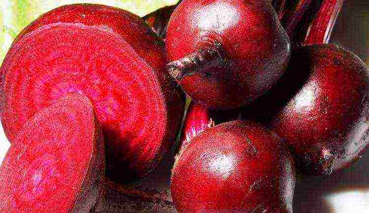 how to grow beets in the open field secrets of planting and care