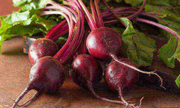 how to grow beets in the open field secrets of planting and care