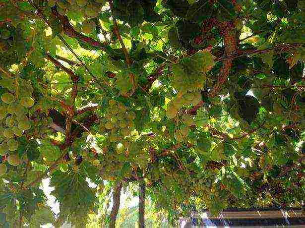 what kind of soil is needed for grapes grown on the window