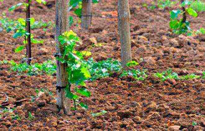 what kind of soil is needed for grapes grown on the window