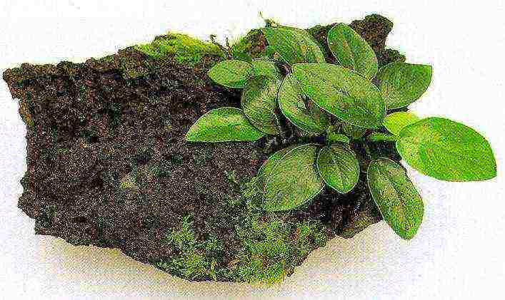 what aquarium plants can be grown on driftwood