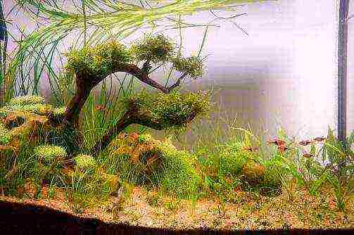 what aquarium plants can be grown on driftwood