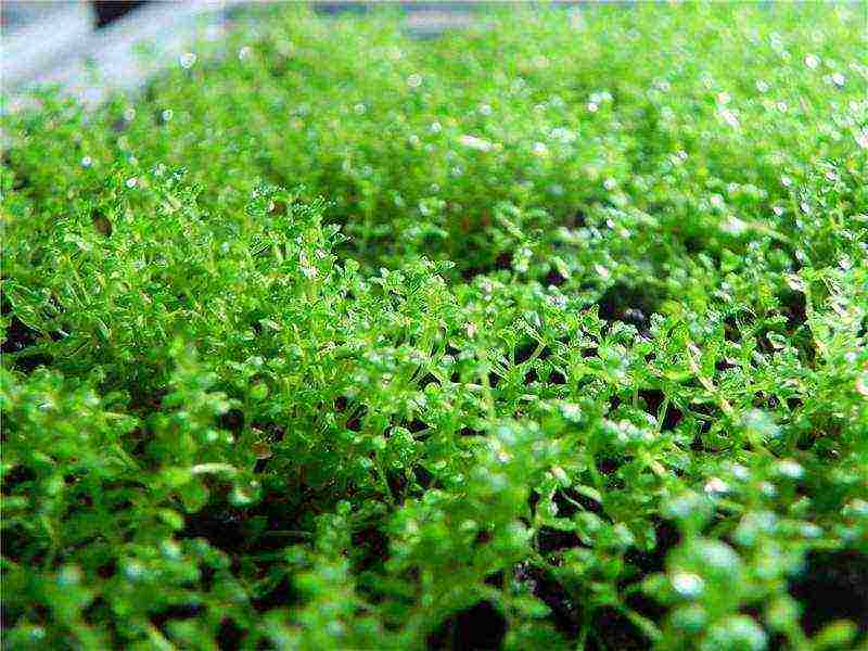 what aquarium plants can be grown in a greenhouse