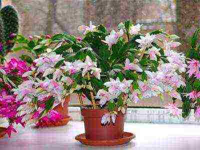 what large flowers can be grown at home in pots