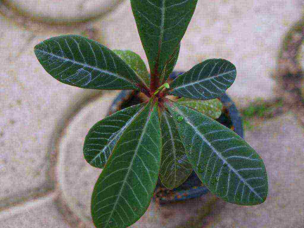 what large flowers can be grown at home in pots