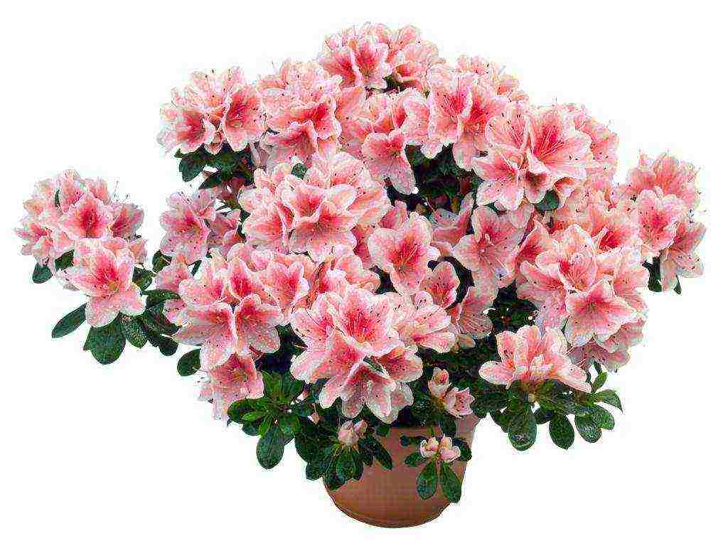 what large flowers can be grown at home in pots