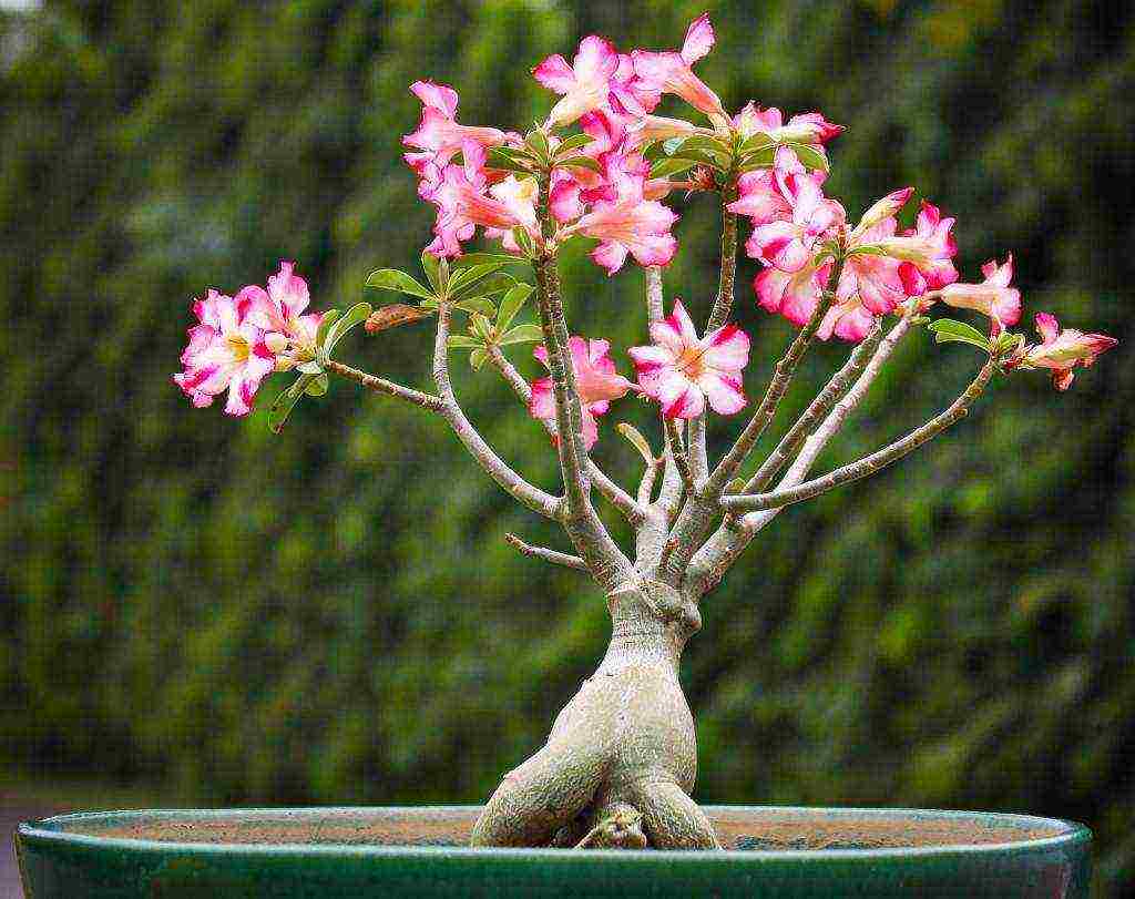 anong malalaking bulaklak ang maaaring itanim sa bahay sa mga kaldero