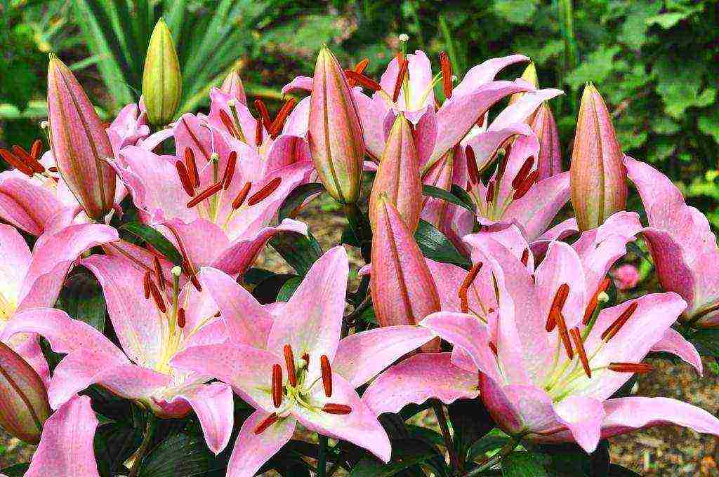 what large flowers can be grown at home in pots