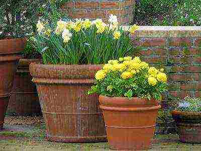 what large flowers can be grown at home in pots