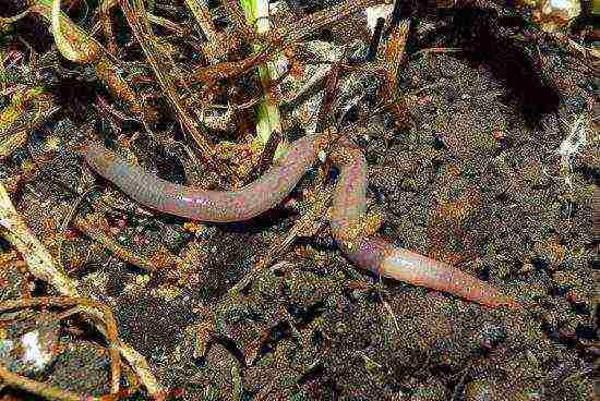 which worms are best for fishing and how to grow them