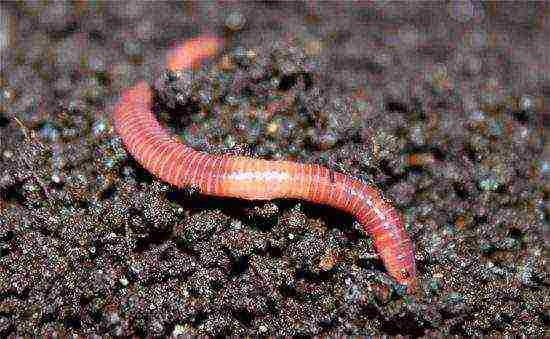 which worms are best for fishing and how to grow them