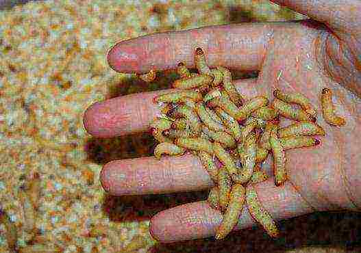 which worms are best for fishing and how to grow them