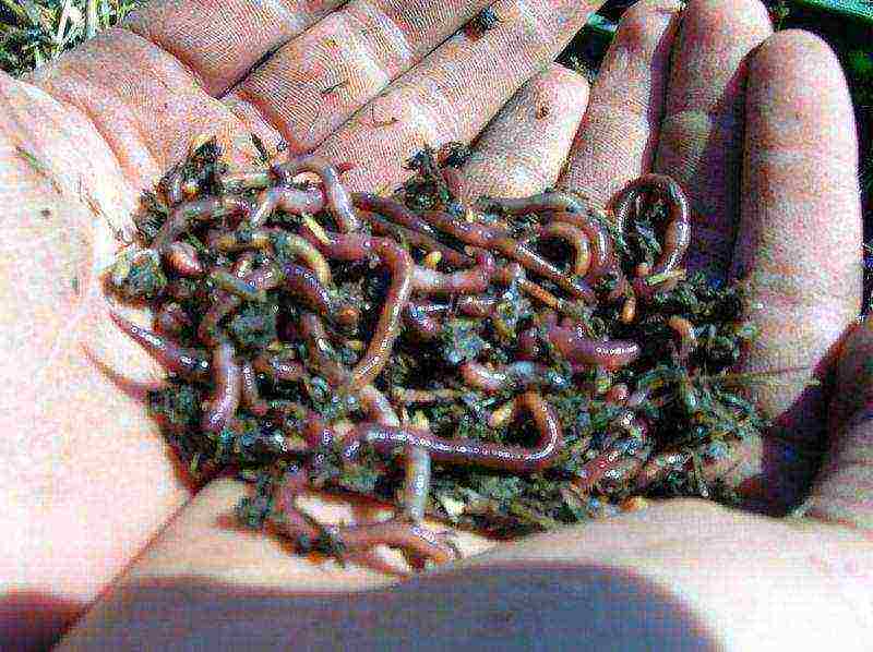 which worms are best for fishing and how to grow them