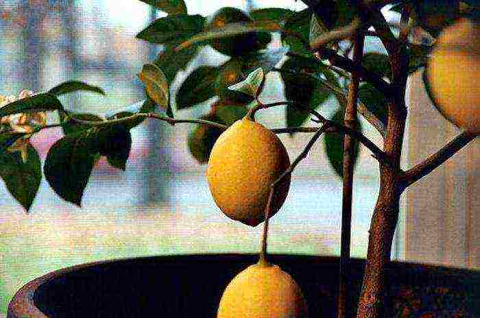what citrus fruits are grown at home