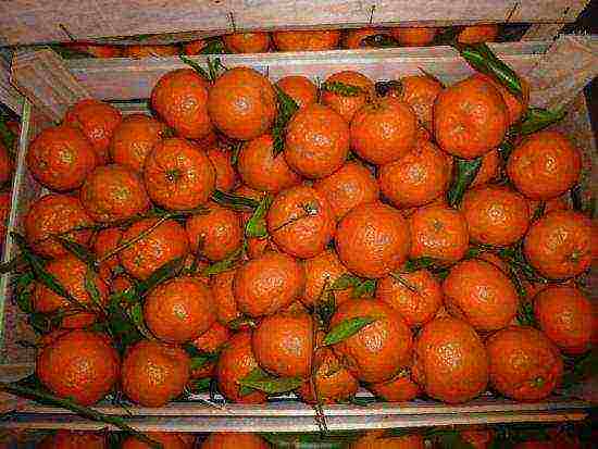 what citrus fruits are grown at home