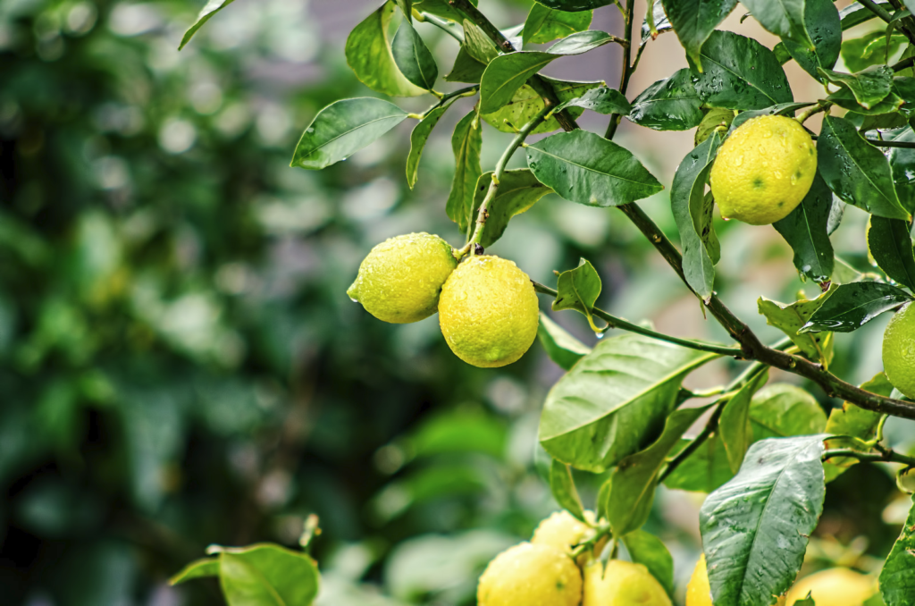 what citrus fruits are grown at home