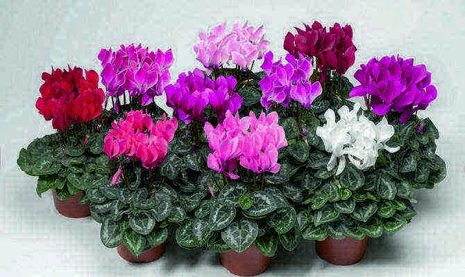 what flowers can be grown at home in seed pots