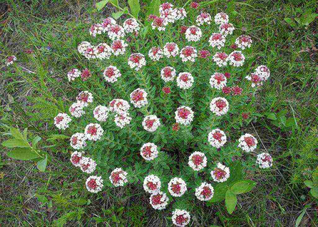 anong mga bulaklak ang maaaring lumaki sa bahay sa mga palatandaan ng kaldero