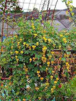 what flowers can be grown on the loggia all year round