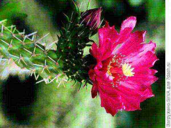 what flowers can be grown on a sunny windowsill