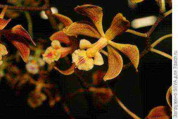 what flowers can be grown on a sunny windowsill