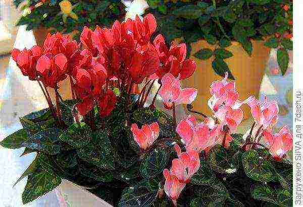 what flowers can be grown on a sunny windowsill