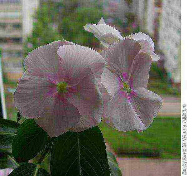 what flowers can be grown on a sunny windowsill