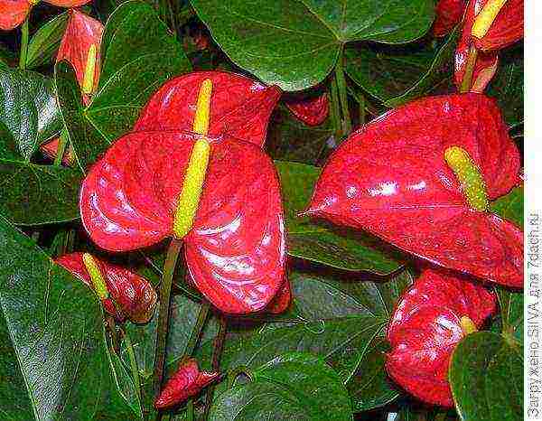 anong mga bulaklak ang maaaring lumaki sa isang maaraw na windowsill