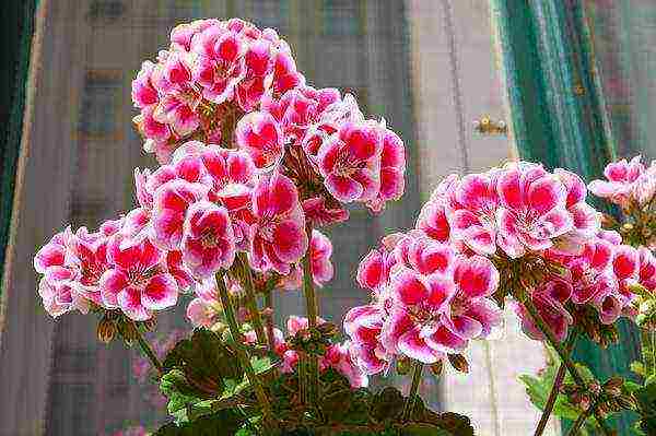 what flowers can be grown on a sunny windowsill