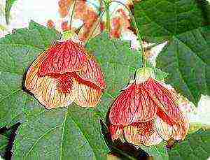 what flowers can be grown on a sunny windowsill