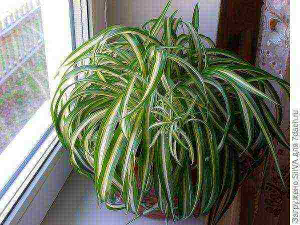 what flowers can be grown on a sunny windowsill