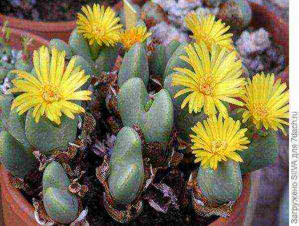 what flowers can be grown on a sunny windowsill