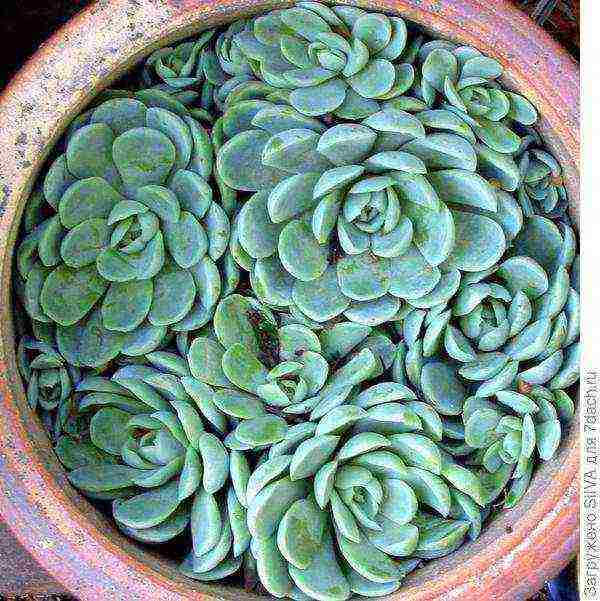 what flowers can be grown on a sunny windowsill