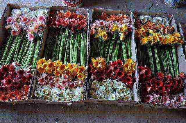 anong mga bulaklak ang maaaring lumaki sa isang greenhouse buong taon