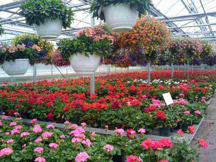 what flowers can be grown in a greenhouse all year round