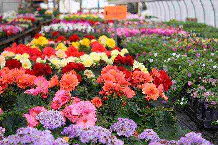 what flowers can be grown in a greenhouse all year round