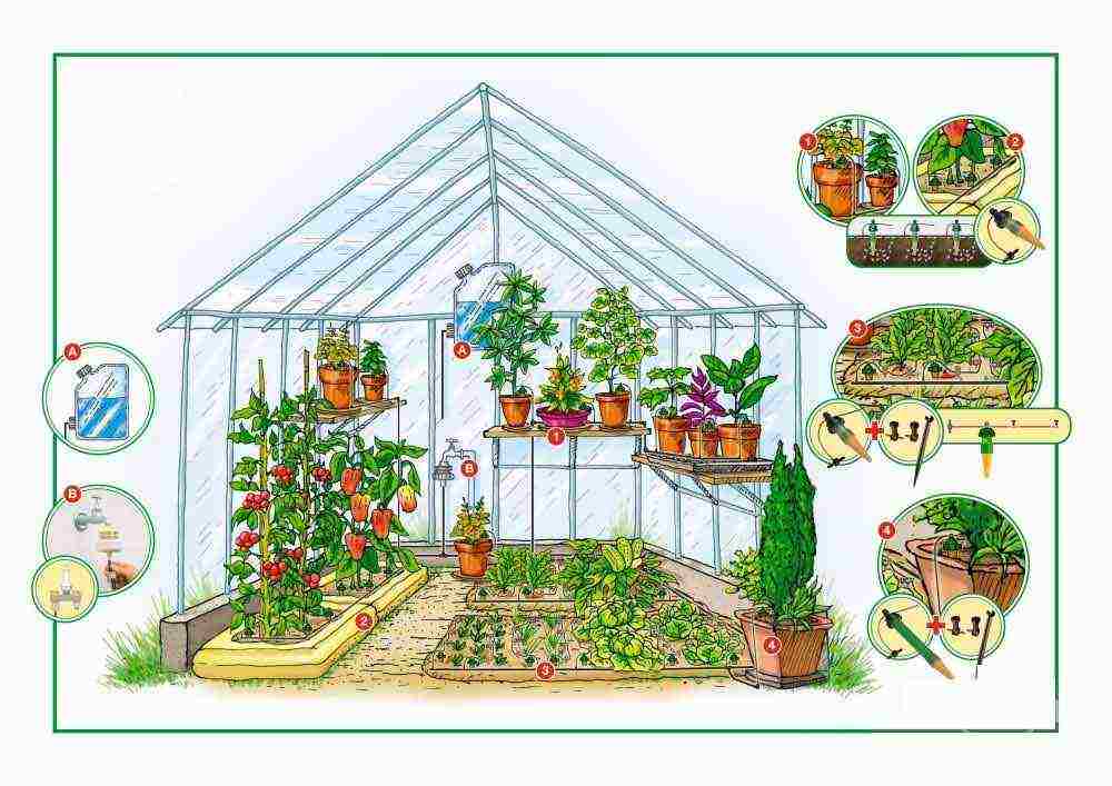 what flowers can be grown in a greenhouse all year round