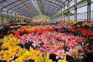 what flowers can be grown in a greenhouse all year round