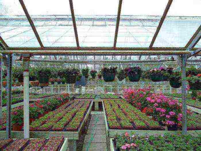 what flowers can be grown in a greenhouse all year round